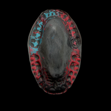 Ashtray